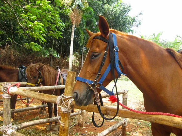 Gros plan cheval dans la ferme — Photo