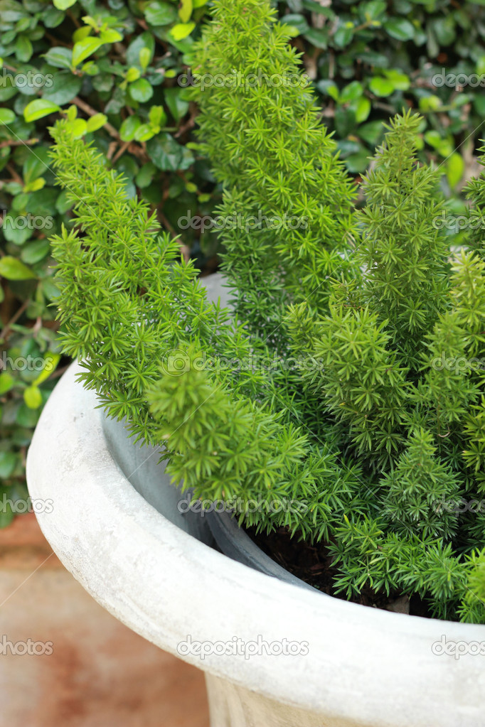 Green tree ferns in pots. Stock Photo by ©seagamess 46504455