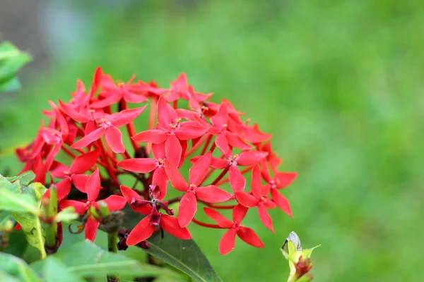 Ixora kwiaty - czerwony kwiat natura — Zdjęcie stockowe