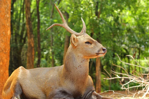 Sika deer in the nature — Stock Photo, Image