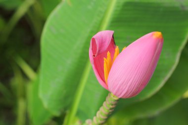 doğal süs muz çiçeği