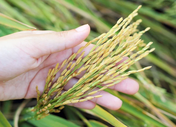 Campo de arroz dourado na mão — Fotografia de Stock