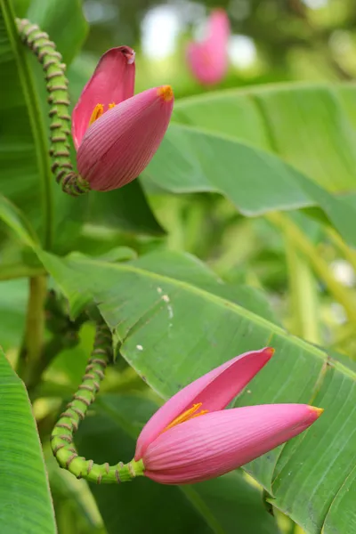 Flor de banana ornamental na natureza — Fotografia de Stock