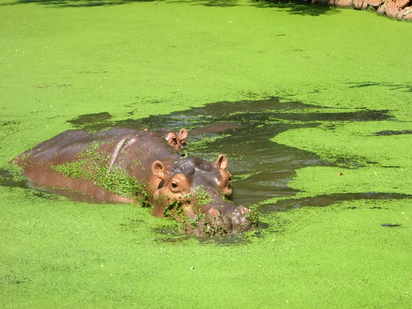 Hippo portrait in the nature — Stock Photo, Image