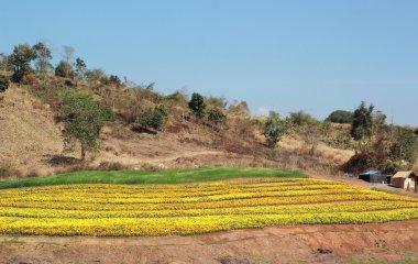 Manzaralı doğal güzelliği ile sarı bir çiçek.
