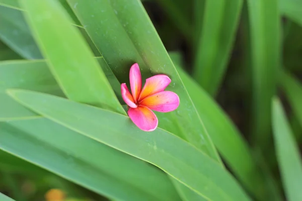 Frangipani flor beleza na natureza — Fotografia de Stock