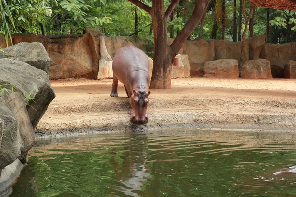 Portrait hippopotame dans la nature — Photo