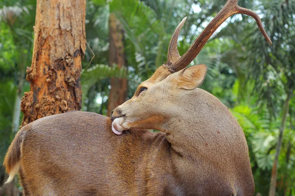 Sika deer in the nature — Stock Photo, Image