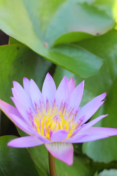 Púrpura de loto en la naturaleza —  Fotos de Stock