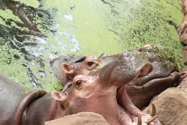 Hippo portrait in the nature — Stock Photo, Image