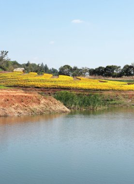 Manzaralı doğal güzelliği ile sarı bir çiçek.