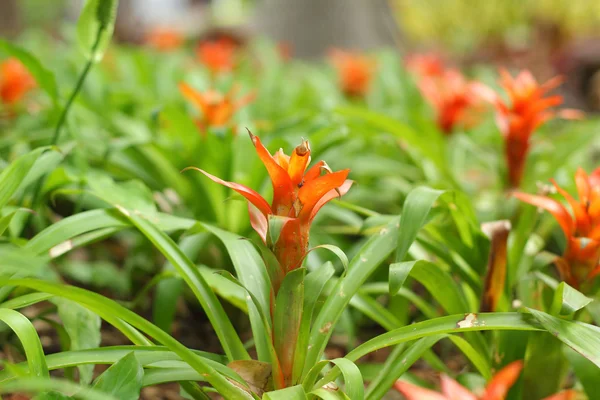 Bromeliad kwiaty w ogrodzie — Zdjęcie stockowe