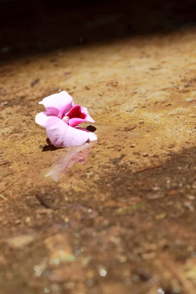 Flores de orquídea rosa no chão — Fotografia de Stock