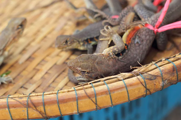 Mucha iguana tailandesa en venta — Foto de Stock