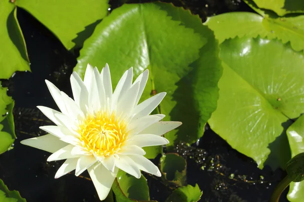 Lotusweiß in der Natur — Stockfoto