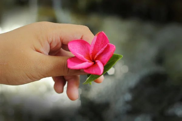 Frangipani цветок красота под рукой — стоковое фото