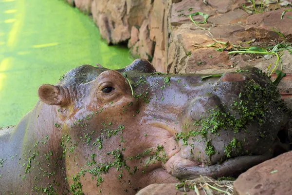 Hippo portrait in the nature — Stock Photo, Image