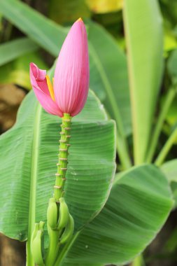 doğal süs muz çiçeği