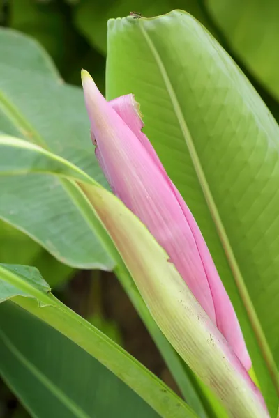 Декоративный банановый цветок в природе — стоковое фото