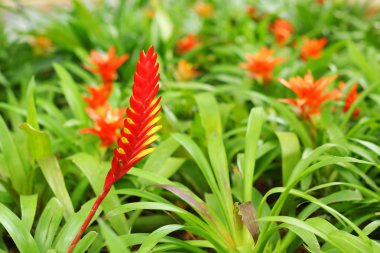 Bromeliad çiçekleri bahçede