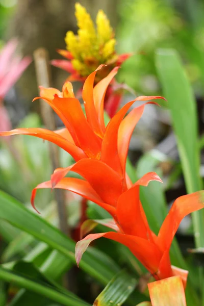 Bromélia flores no jardim — Fotografia de Stock