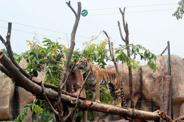 Tigre du Bengale dans la nature — Photo