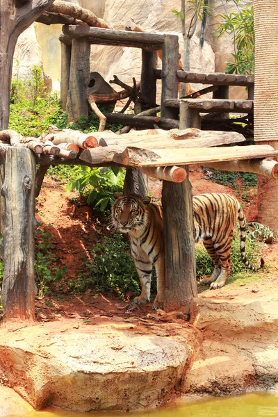 Tigre du Bengale dans la nature — Photo
