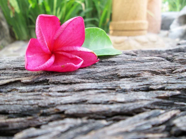 Frangipani flor belleza en el suelo de madera — Foto de Stock