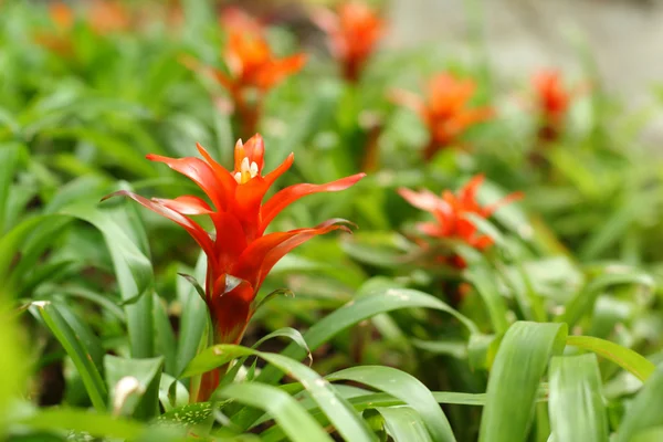 Bromeliad çiçekleri bahçede