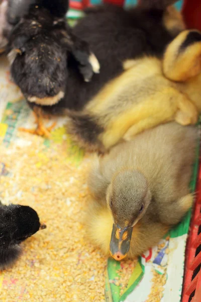 高斯林和新出生的鸡是一组 — 图库照片