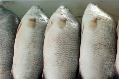 Pazarda taze balık.