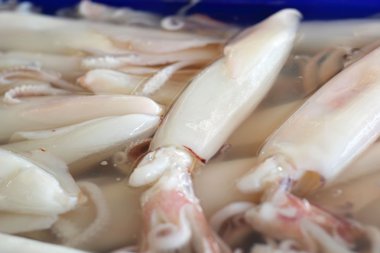 Piyasada taze mürekkep balığı