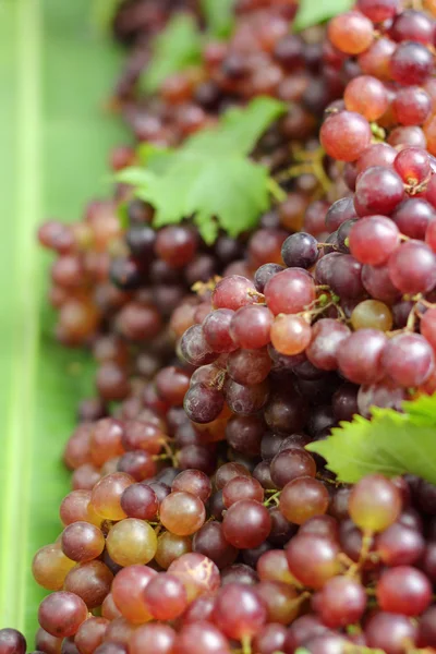 Fresh grapes on the market — Stock Photo, Image