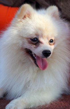 bir Pomeranya köpeği portresi