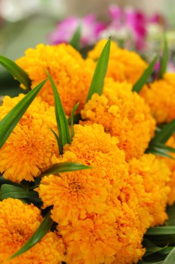 Marigold çiçek pazarında