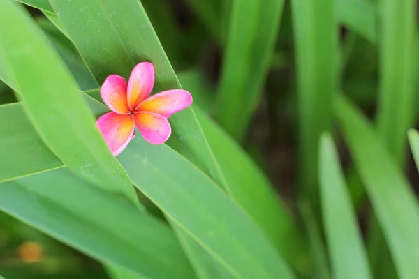 Frangipani flor beleza na árvore — Fotografia de Stock