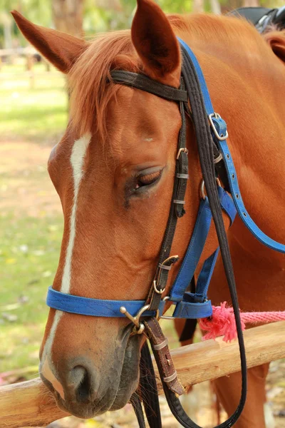 Лицо лошади на ферме — стоковое фото