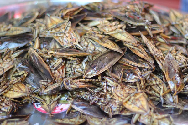 Close up of fried insect — Stock Photo, Image
