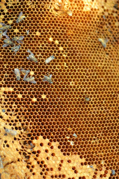 新鲜的蜂蜜在梳子-背景 — 图库照片