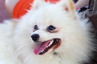 bir Pomeranya köpeği portresi