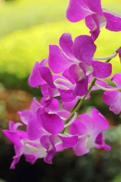 Doğada pembe mor orkide çiçek — Stok fotoğraf