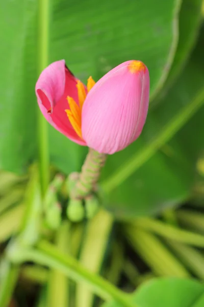 自然の中で装飾的なバナナの花 — ストック写真