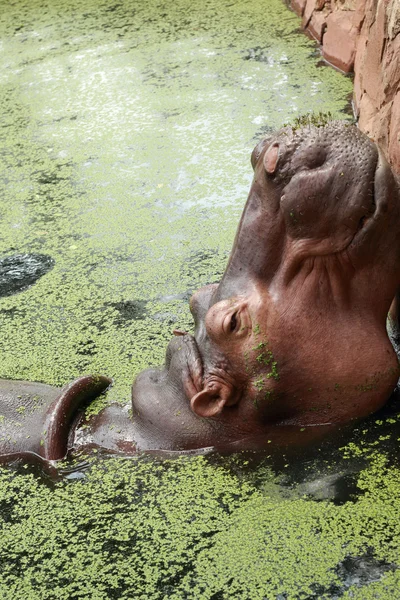 Portrait hippopotame dans la nature — Photo