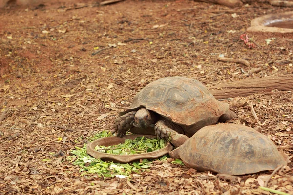 Kriechschildkröte in der Natur — Stockfoto