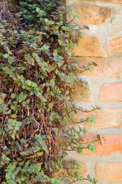 Foglia di edera secca sul muro — Foto Stock