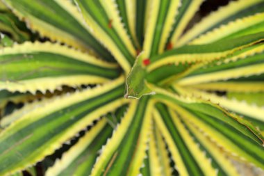 doğada Pandanus tectorius