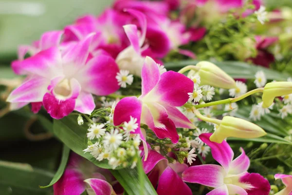 Piyasada pembe orkide — Stok fotoğraf