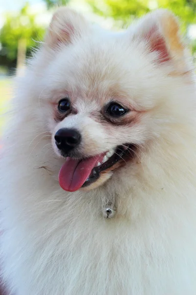 Retrato de um cão pomerano — Fotografia de Stock