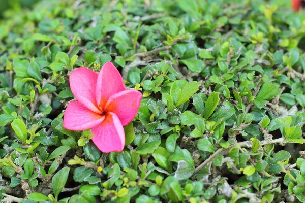 Pink frangipani flower on tree — Stock Photo, Image