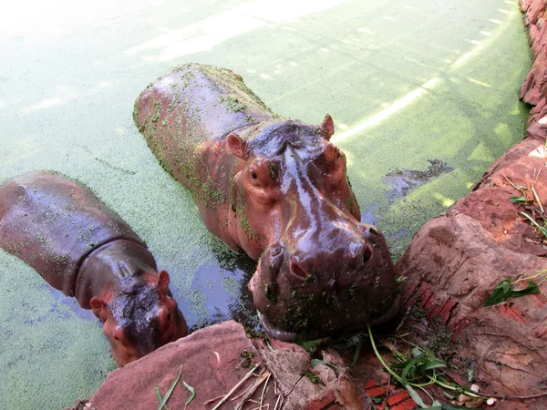 Hippo portrait in the nature — Stock Photo, Image